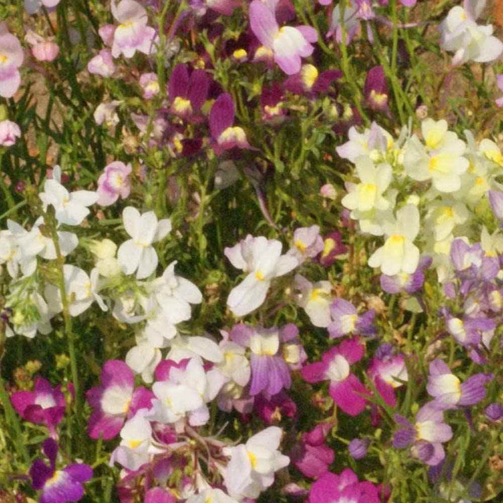 50+ Seeds Linaria Vulgaris Colorful Toadflax Seeds Snapdragon-Like Blooms 