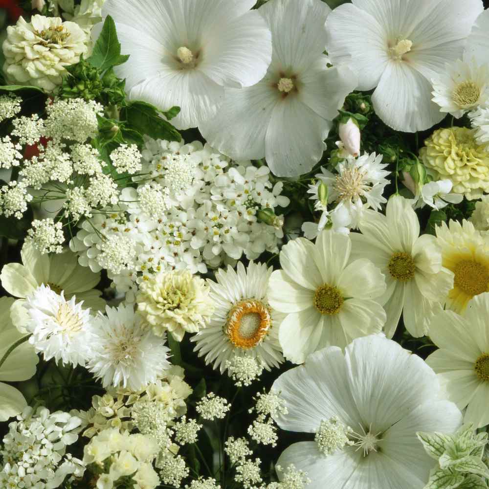 White Wildflowers