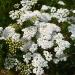 White Yarrow Wildflowers