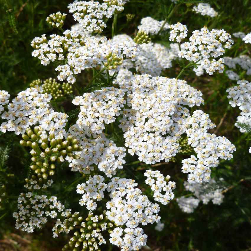 Yarrow Seed White Yarrow Wildflower Seeds