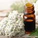 White Yarrow Flowers