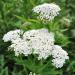 Achillea Millefolium Flower Seed