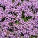 Wild Thyme Ground Cover Plants