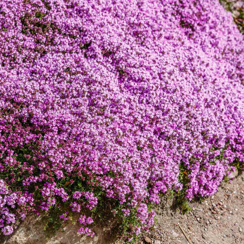 creeping thyme ground cover lowes