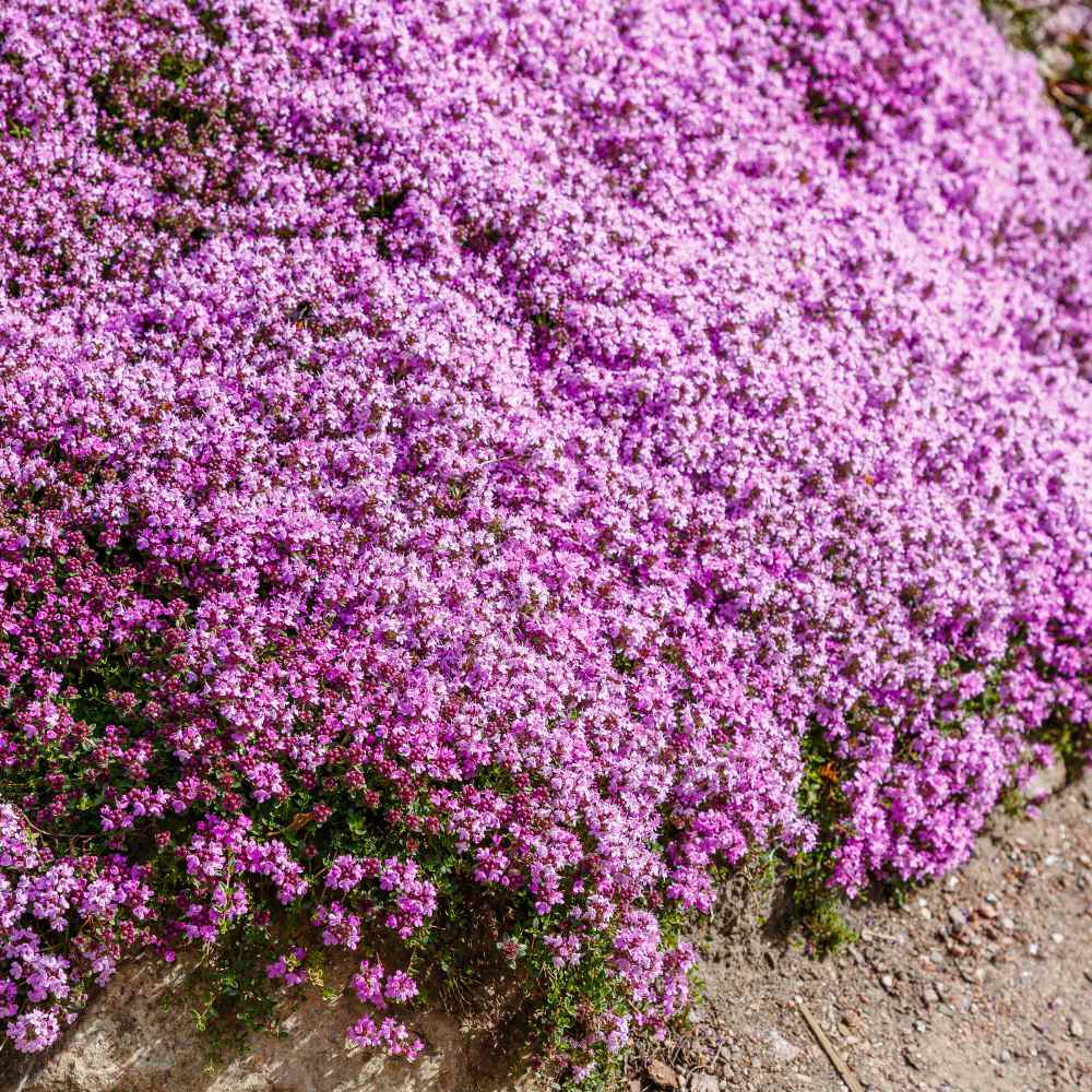 wild Creeping Thyme Thymus Serpyllum - 500 Seeds.