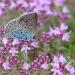 Wild Thyme Ground Cover