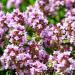 Thymus Pulegioides Ground Cover