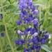 false indigo seeds blue