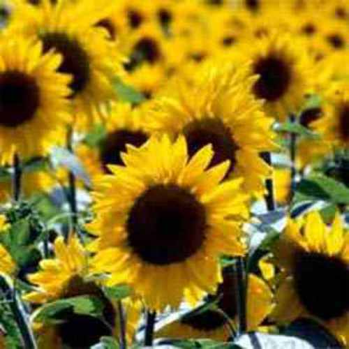 sunflower plants in an open field