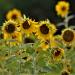 Wild Sunflower Field