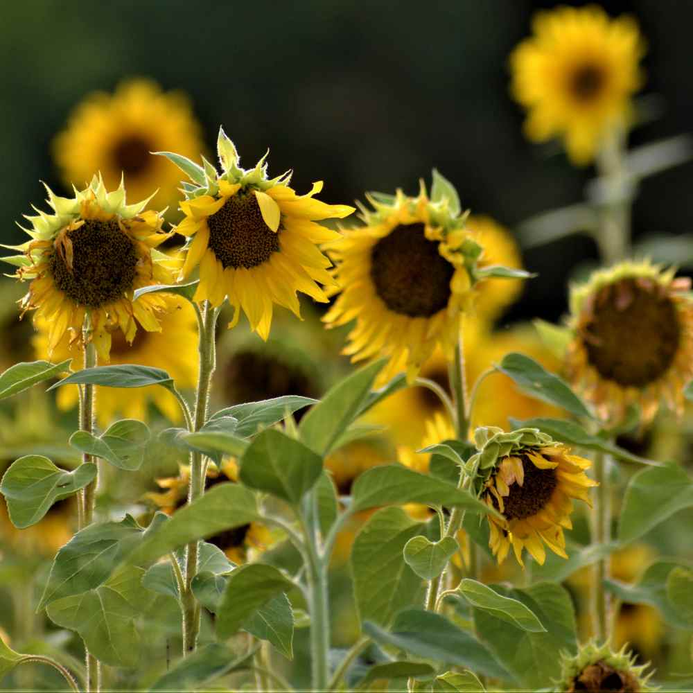 Outsidepride Wild Sunflower