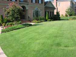 Bermuda Grass Lawn