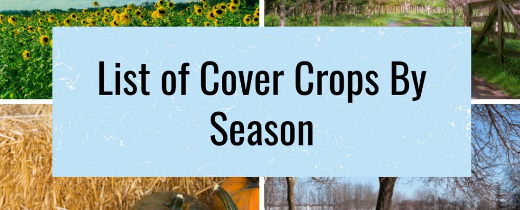 List of Cover Crops by season