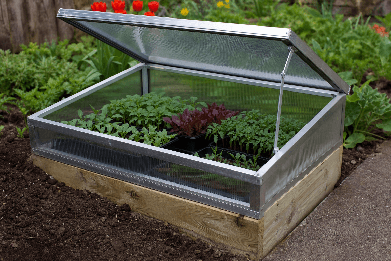 Cold frame with young seedlings